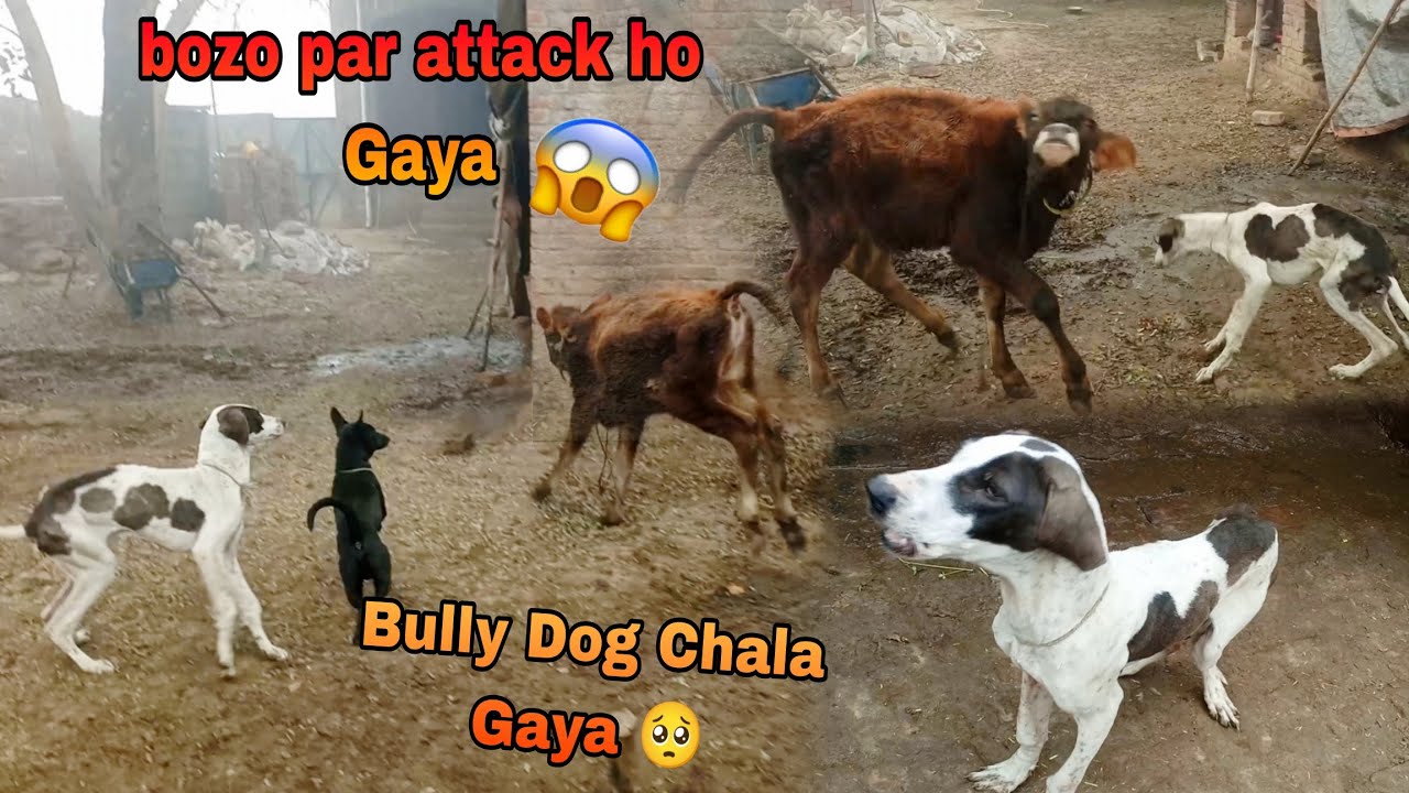 Bozo par attack ho Gaya 🥺 || bully Dog new House Chala Gaya 🥺 || Haider Punjabi Shok vlog...