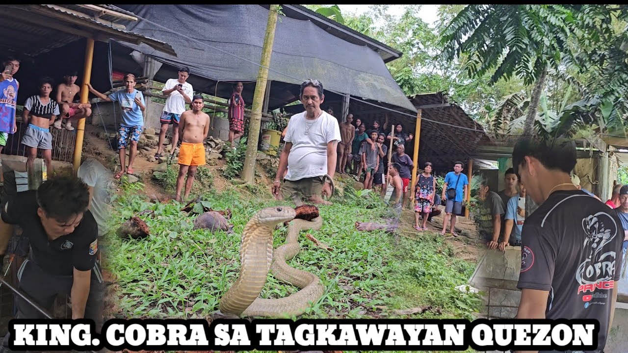JUMBO KING COBRA WALANG TAKAS SA TAONG BAYAN.TAGKAWAYAN QUEZON #COBRAKING #COBRAPRINCE
