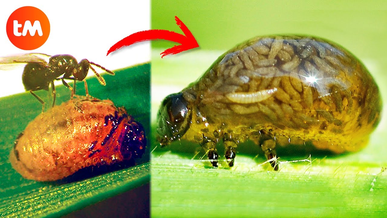 10 ZOMBIE ANIMALS Controlled By PARASITES 🦟😱