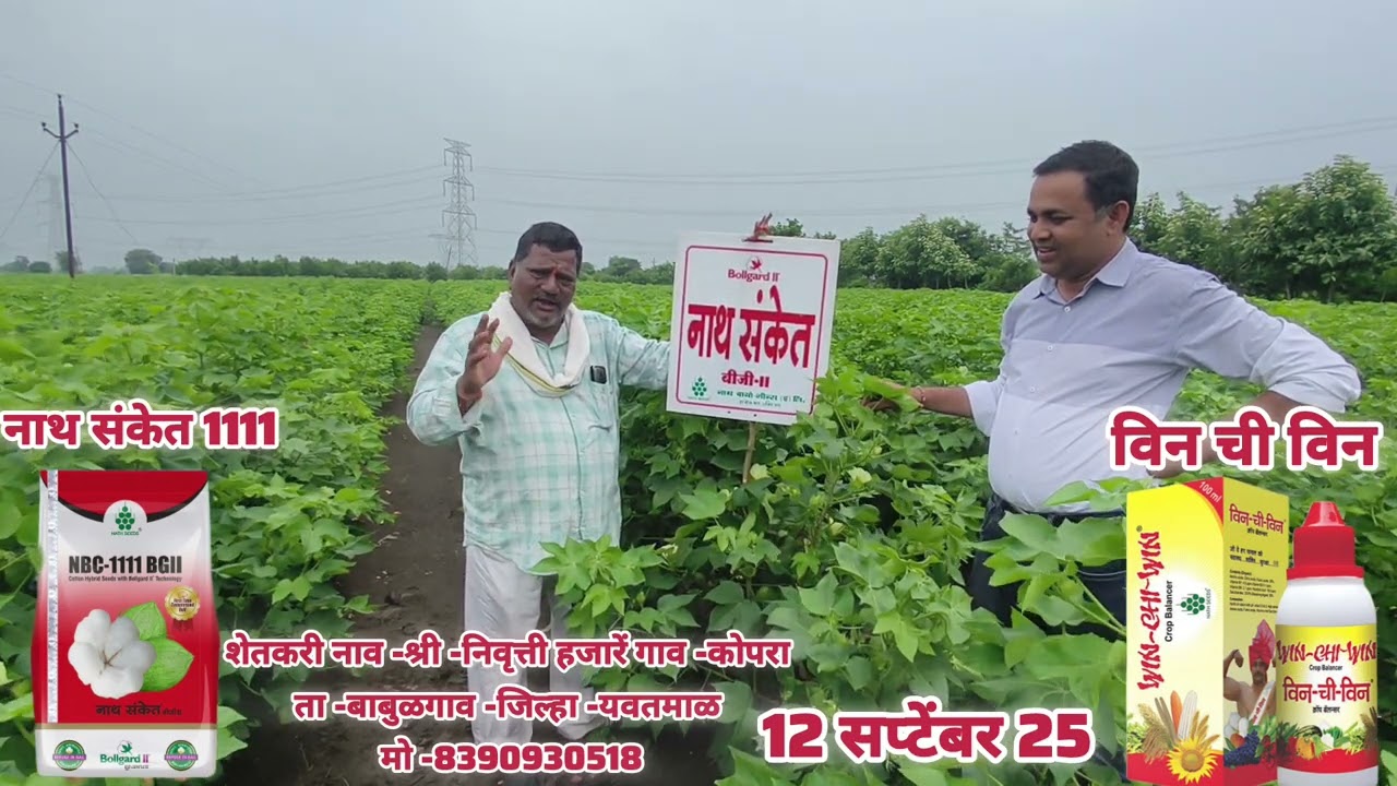 कापूस पिकामध्ये एकरी 15 ते 20 किट्टल उत्पादन पाहिजे तर एकदा हा व्हिडीओ बघा 