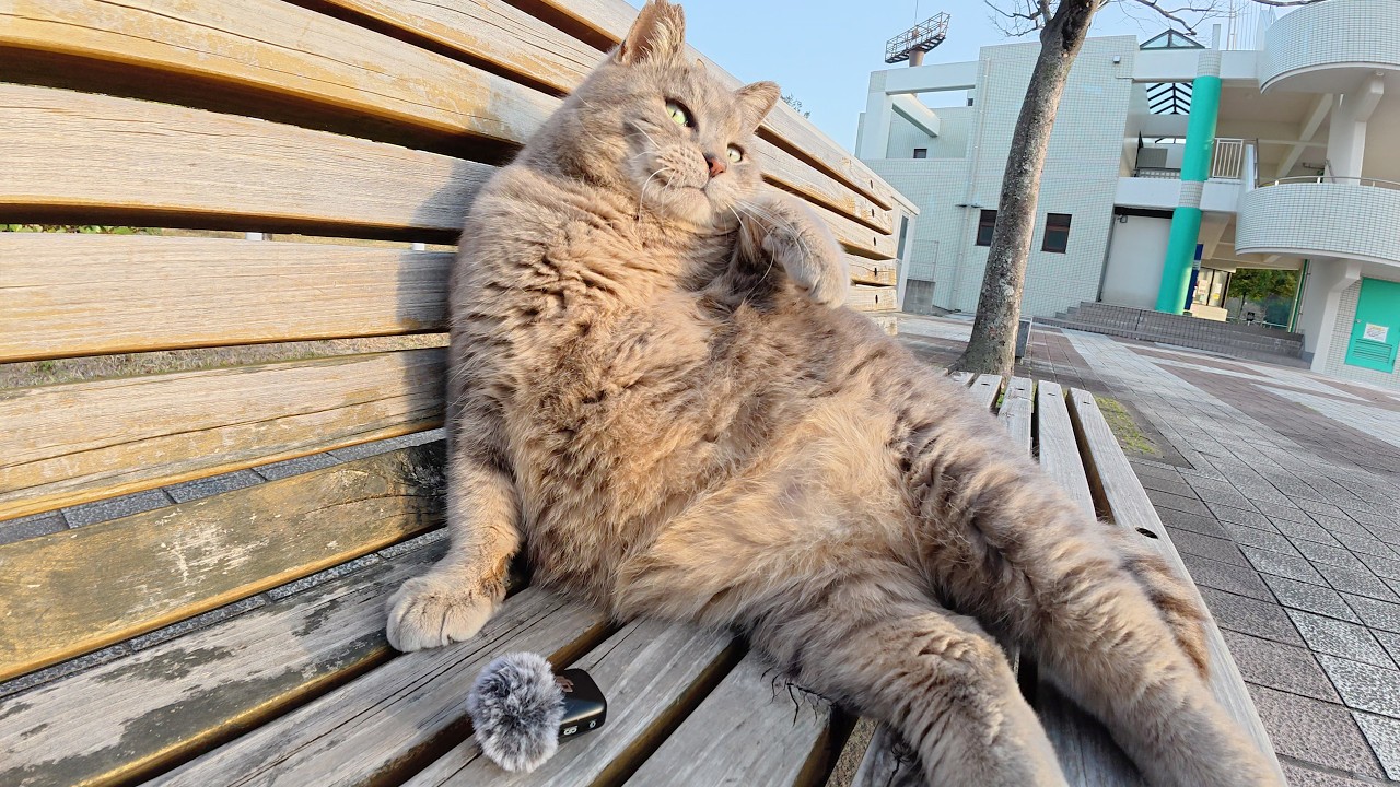 トトロ猫がお腹をお手入れしてから、ゴロンとなって甘えてきた