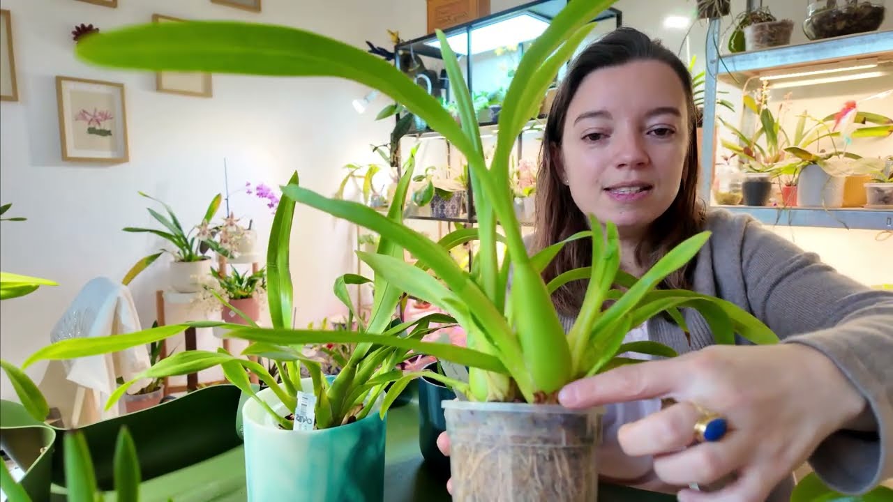1 an après l’unboxing Wichmann 🌿 évolution, floraisons et surprises de mes orchidées
