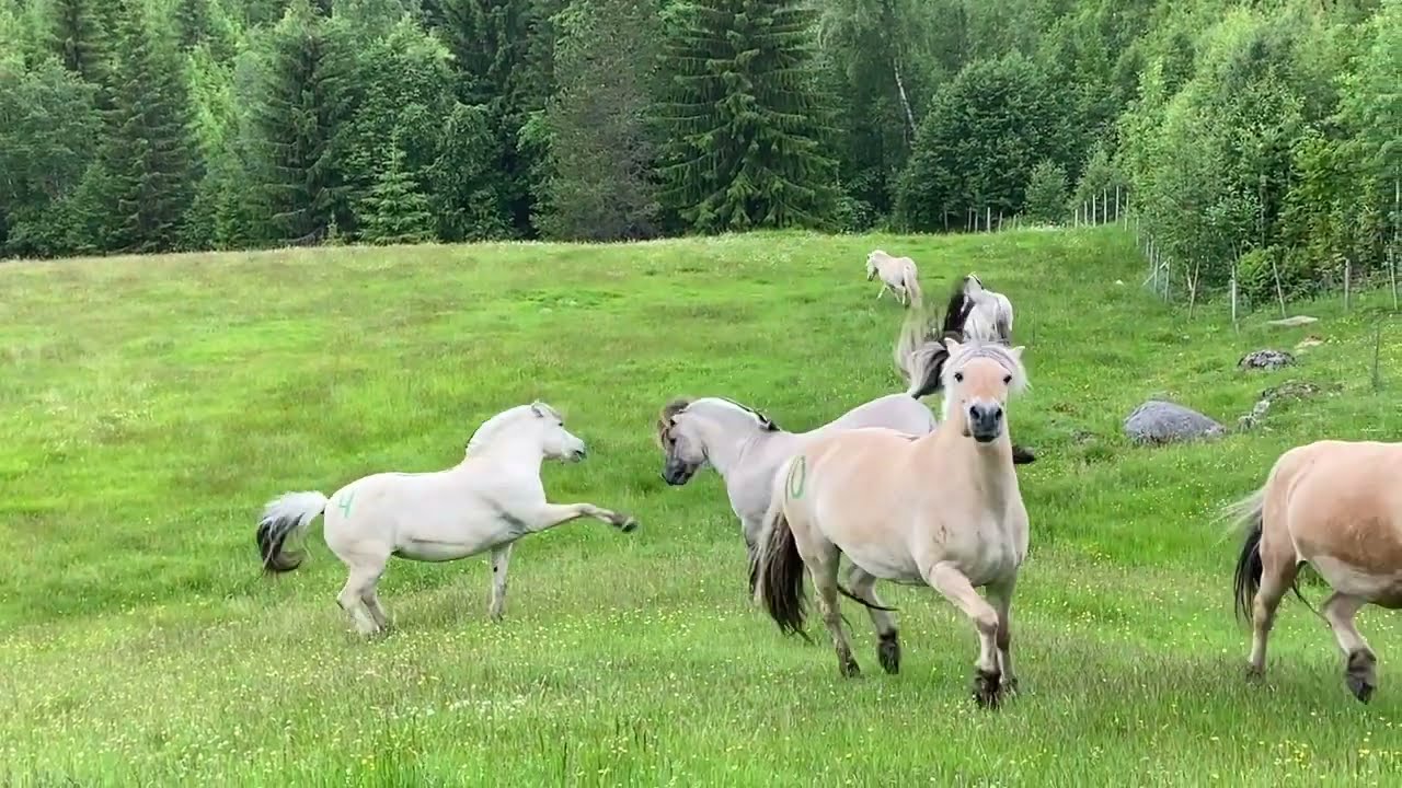 Fjordhestslipp i Langlia i Rindal 26. juni 2022