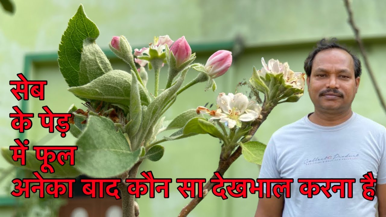 गमले में सेब का पेड़ में फूल आने के बाद क्या देखभाल करे । Apple tree care after flowering