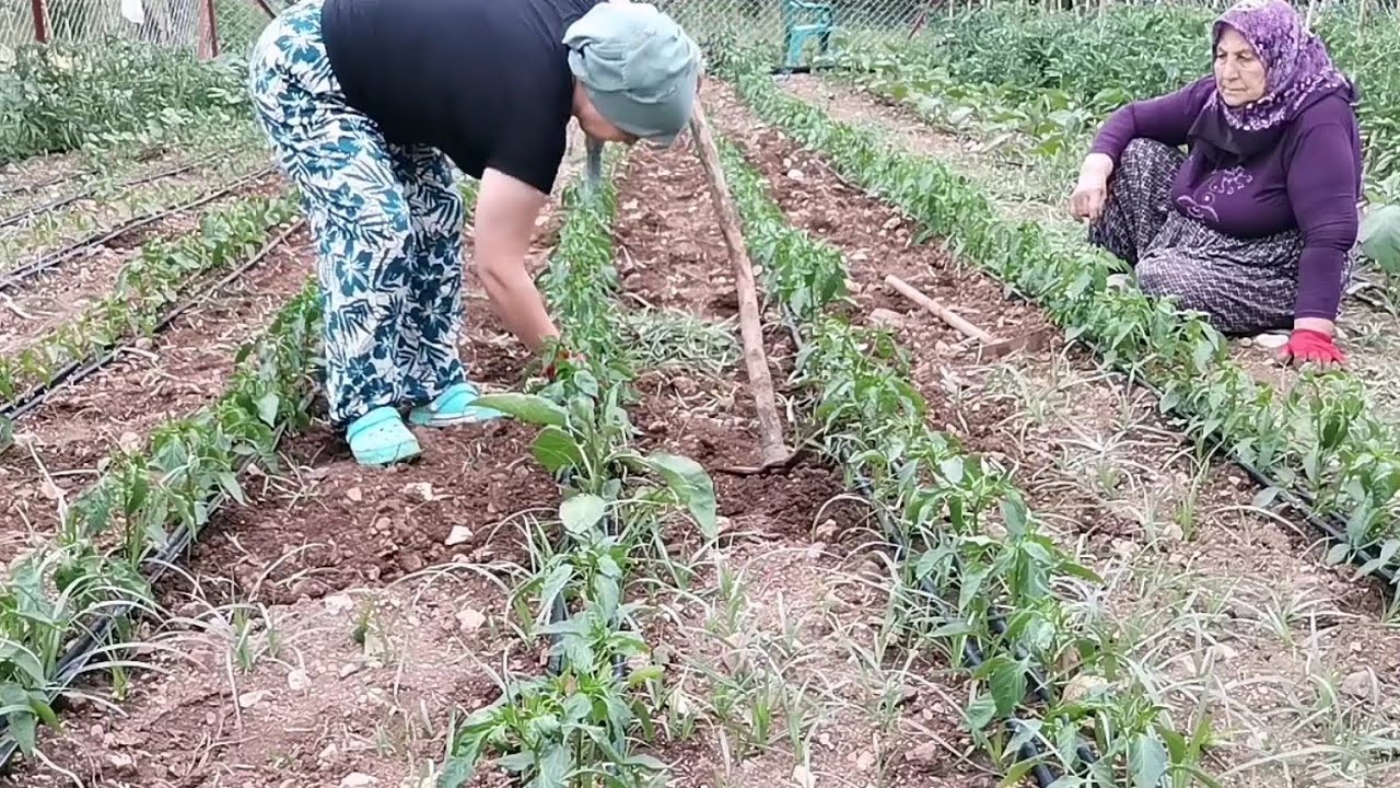 🌻BAHÇEDE YORGUNLUK ÇAYI ✅ANACIMLA BAHÇE ÇAPASI✅