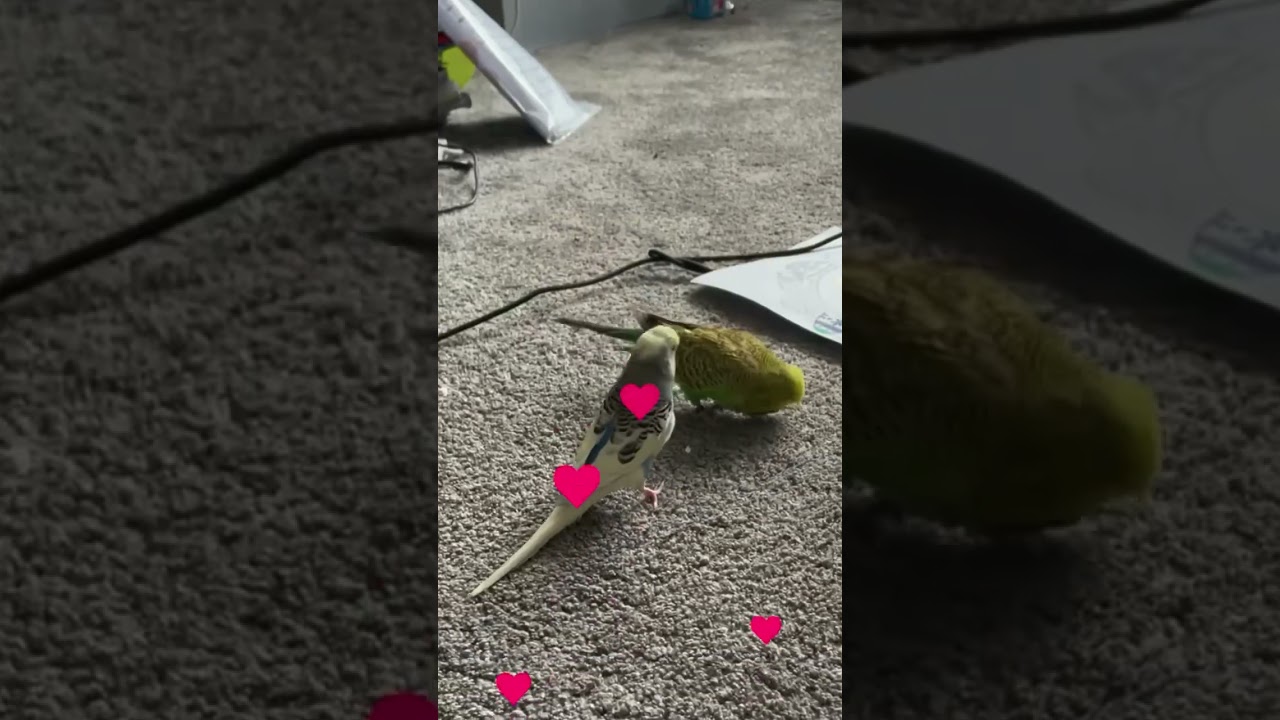 😍 Cute Obi tries to flirt 😍 #shorts #funny #funnyshorts #cute #short #shortsfeed