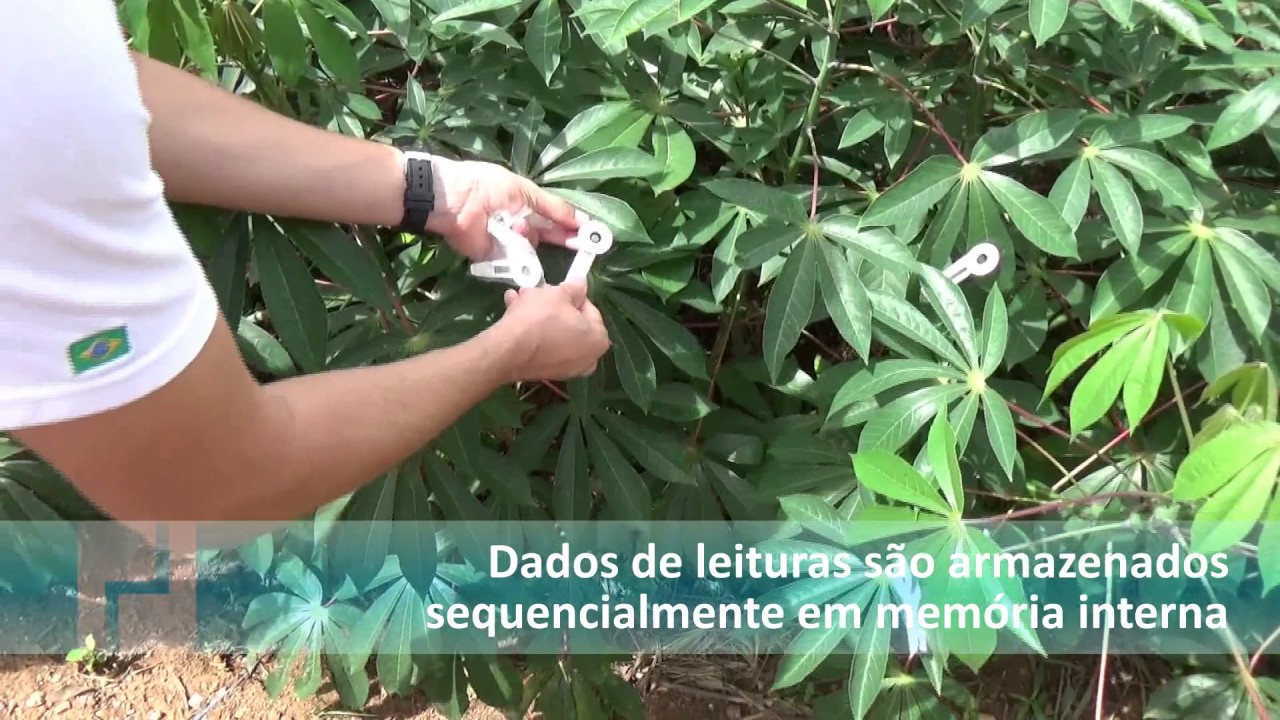 Fluorômetro portátil com sensor PAR e adaptação ao escuro - 1