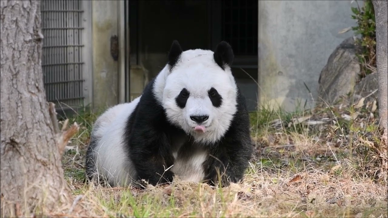 2023/01/11 新年初めての外を探索するタンタンさん