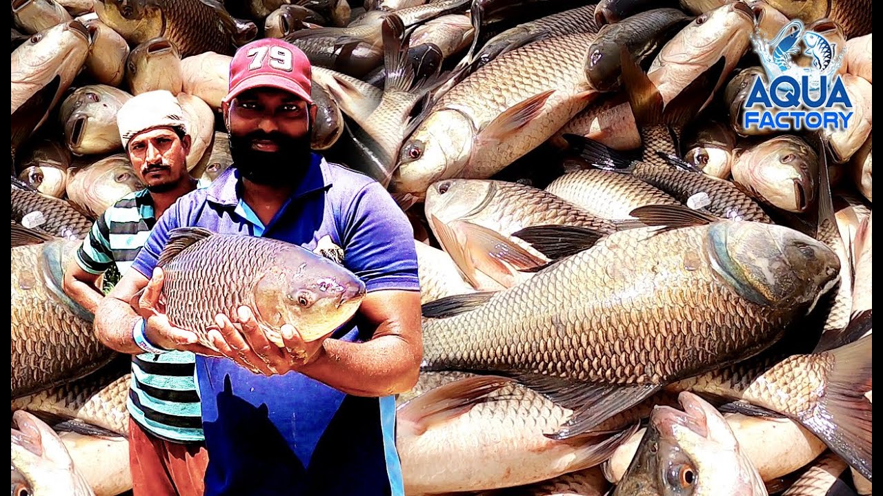 Katla Fish | Fish Farming and Harvesting | Catla and Rohu Fish Farming in Telugu | Aqua Factory