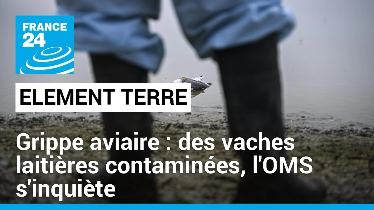 Menace de pand&eacute;mie : la grippe aviaire s'&eacute;tend et inqui&egrave;te l'OMS &bull; FRANCE 24