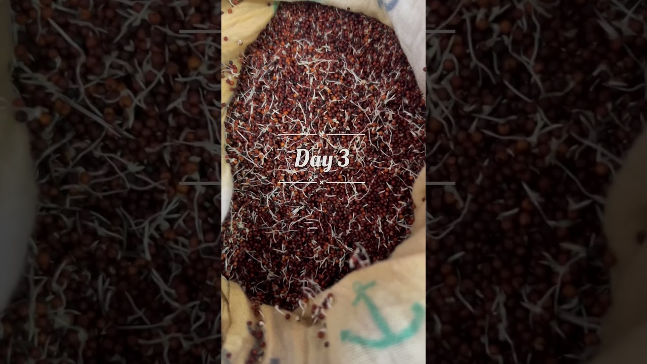 Sprouted ragi millet powder for babies #infantfood #babyledweaning #ragi