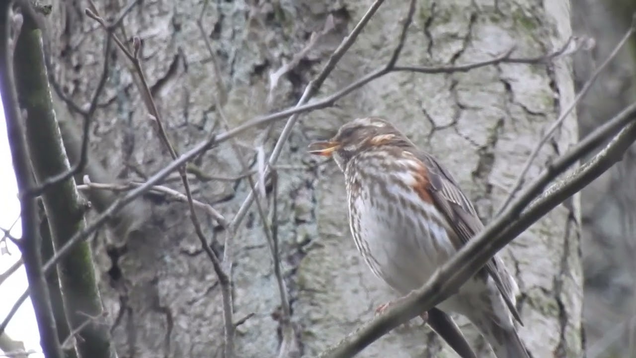 Droździk (Turdus iliacus)
