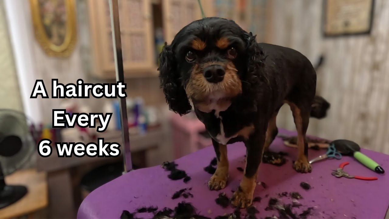 His owners love him shaved down.