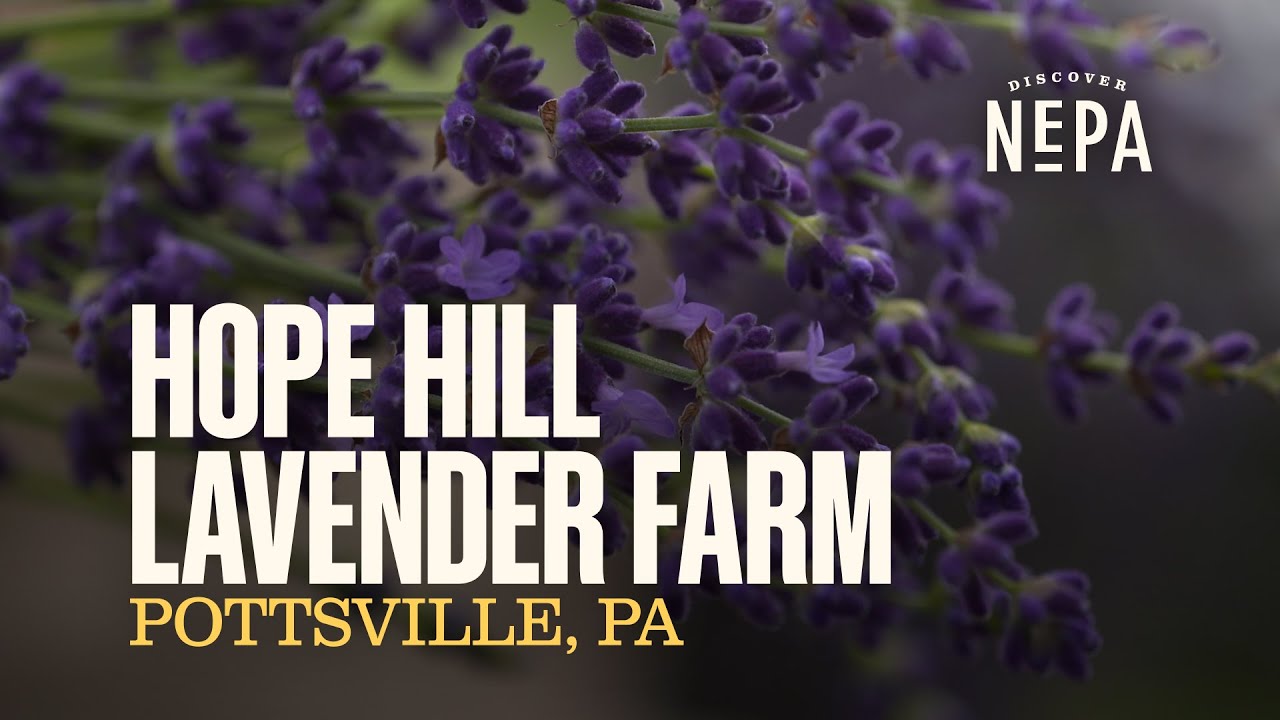 Hope Hill Lavender Farm | Pottsville, PA