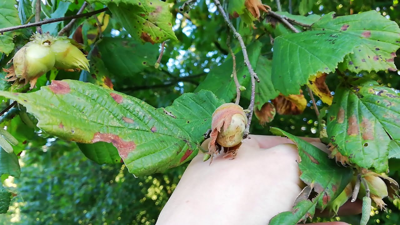 Nederlandse bos tuin struik vermeerderen, de hazelnoot