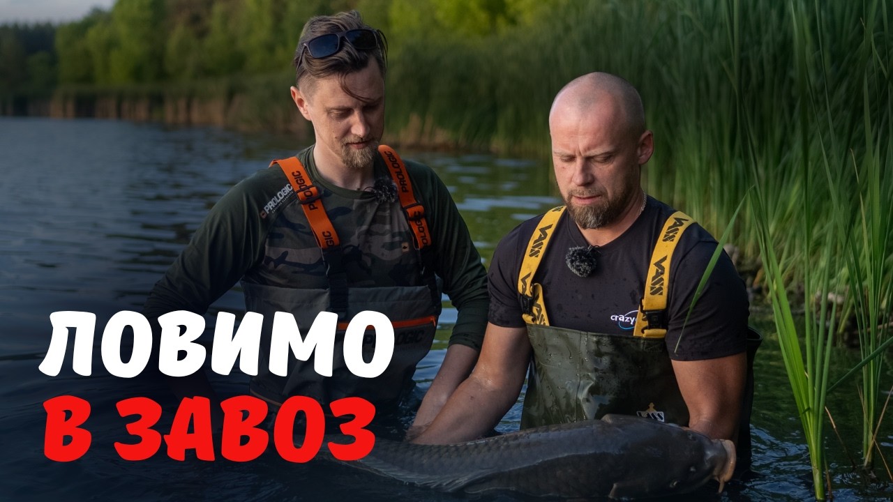 Трофейний короп в завоз: тактика, прикормка і як це було насправді.