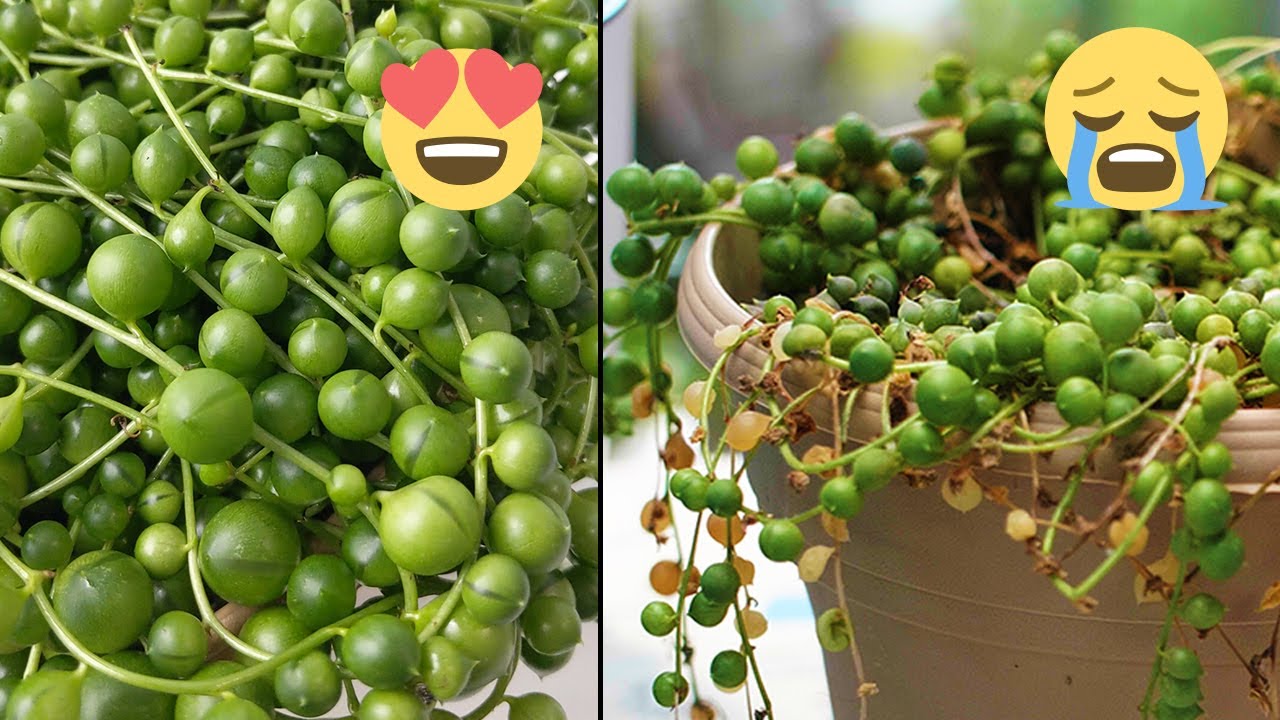 NOT DEAD YET! Rescuing My String of Pearls