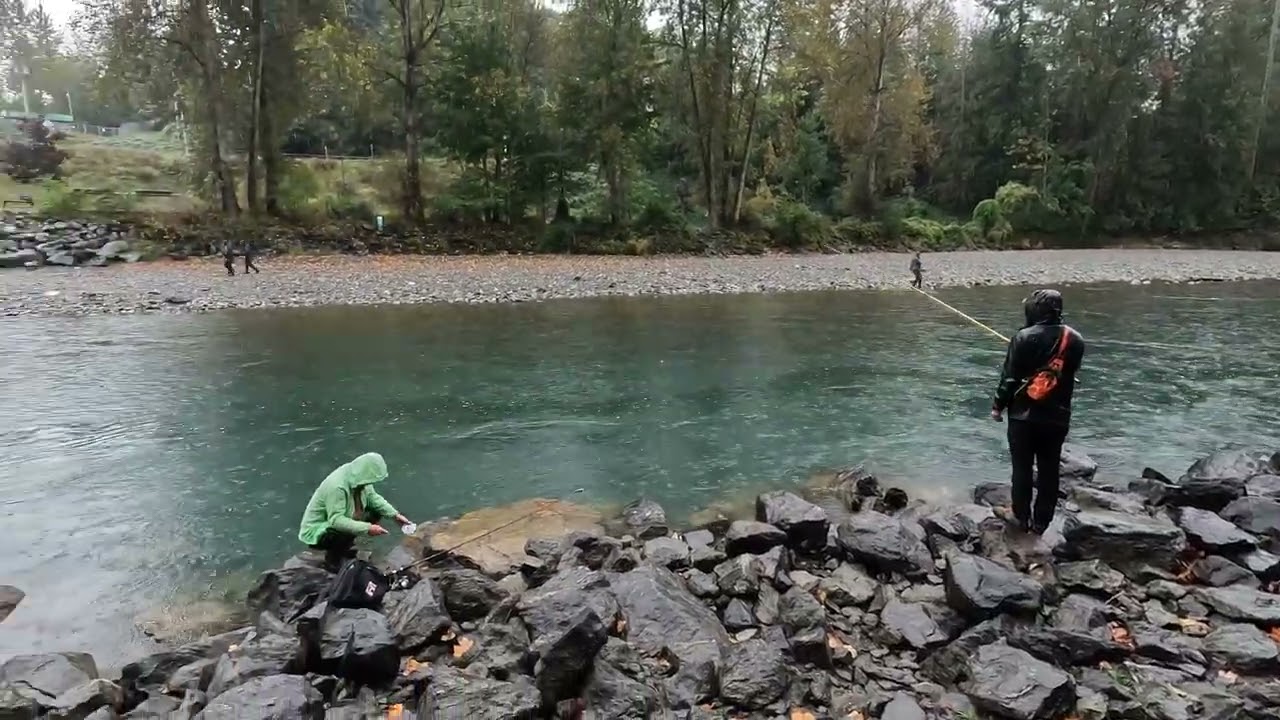 Rainy salmon fishing, October 1, 2025 #birdingparadise #harrisonhotsprings #fishing #lake #pier 