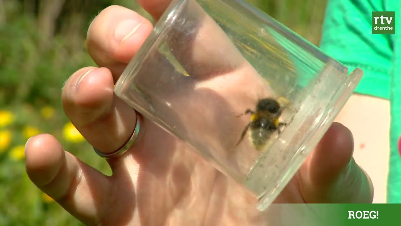 Hommels: hoe herken je ze | Natuurnieuws