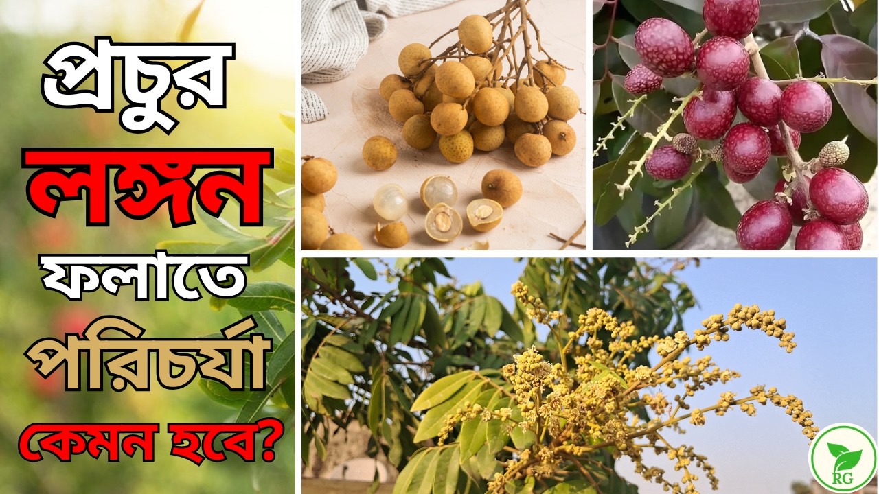 ছাদবাগান ও বাণিজ্যিক চাষের জন্য লঙ্গনের সেরা জাত কোনগুলি | Longans for Commercial Cultivation