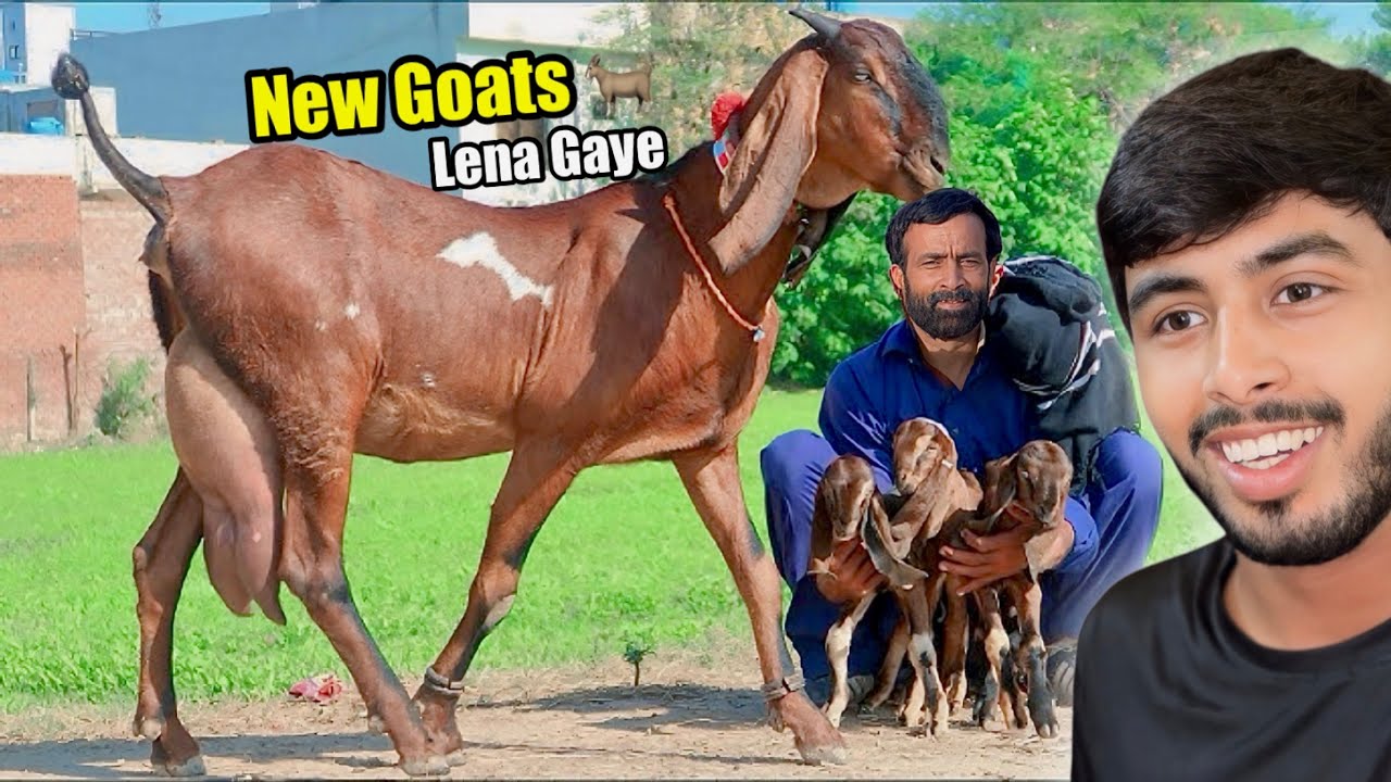 New Goats Lena Gaye 🐐 