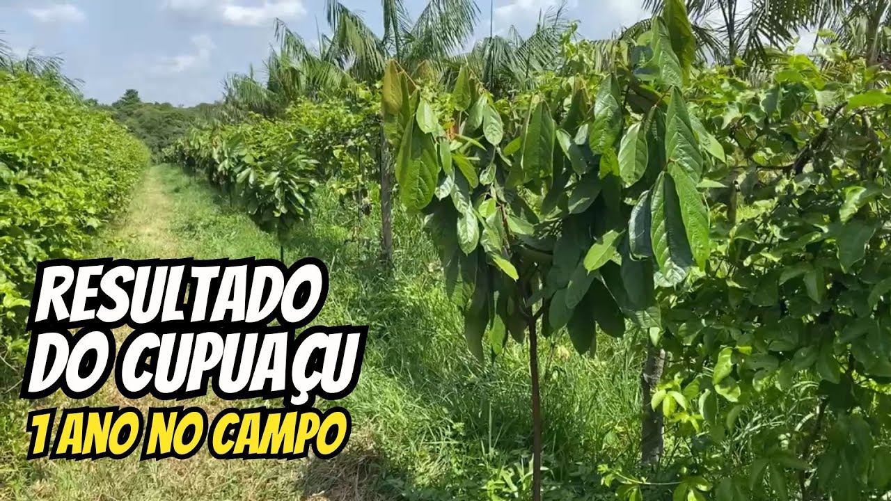 Plantio de Cupuaçu com 1 ano - como produzir cupuaçu
