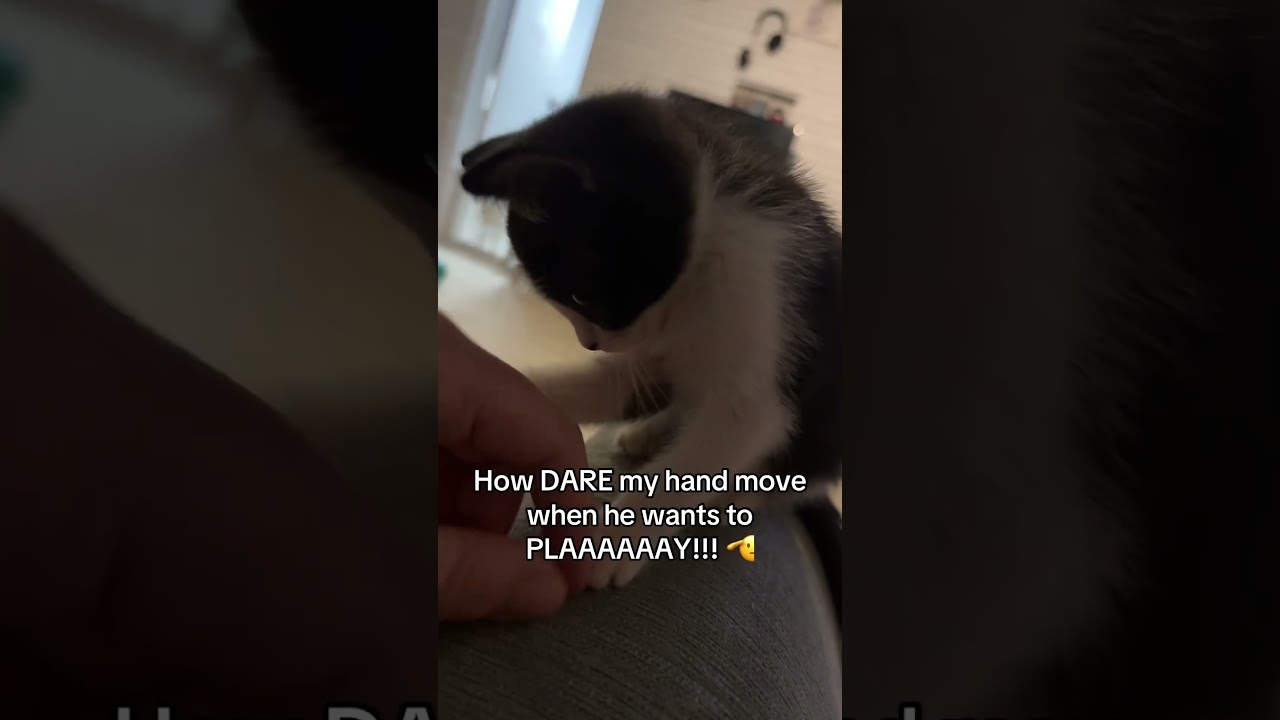 That stare though 😂 #fosterkitten #rescueanimals #fyp #cutekittenvideos