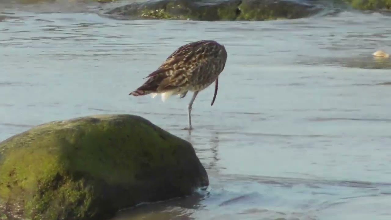 Fischers Reisen - Willkommen zurück mit dem Brachvogel