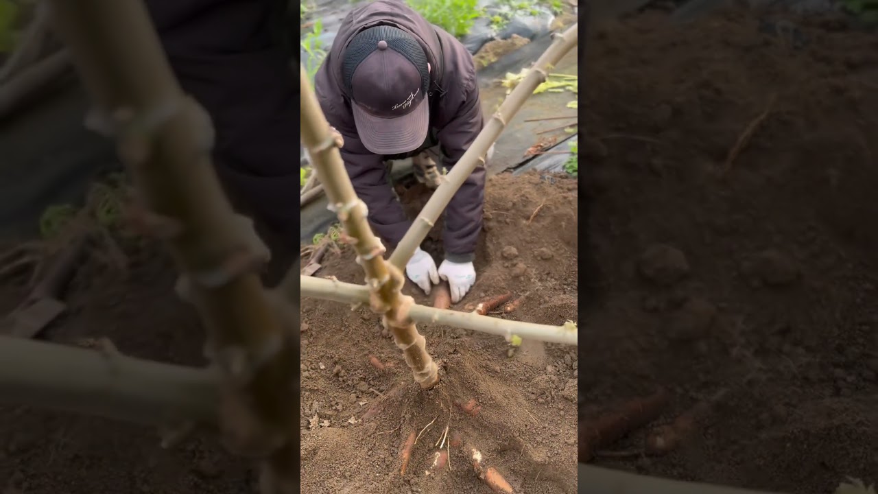 Panen singkong di jepang👨🏻&zwj;🌾 #indonesia #video #petanimilenial #jepang