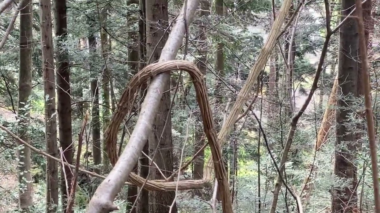 Ast Baum 🌴 im Wald 🌳 wächst nicht gerade 