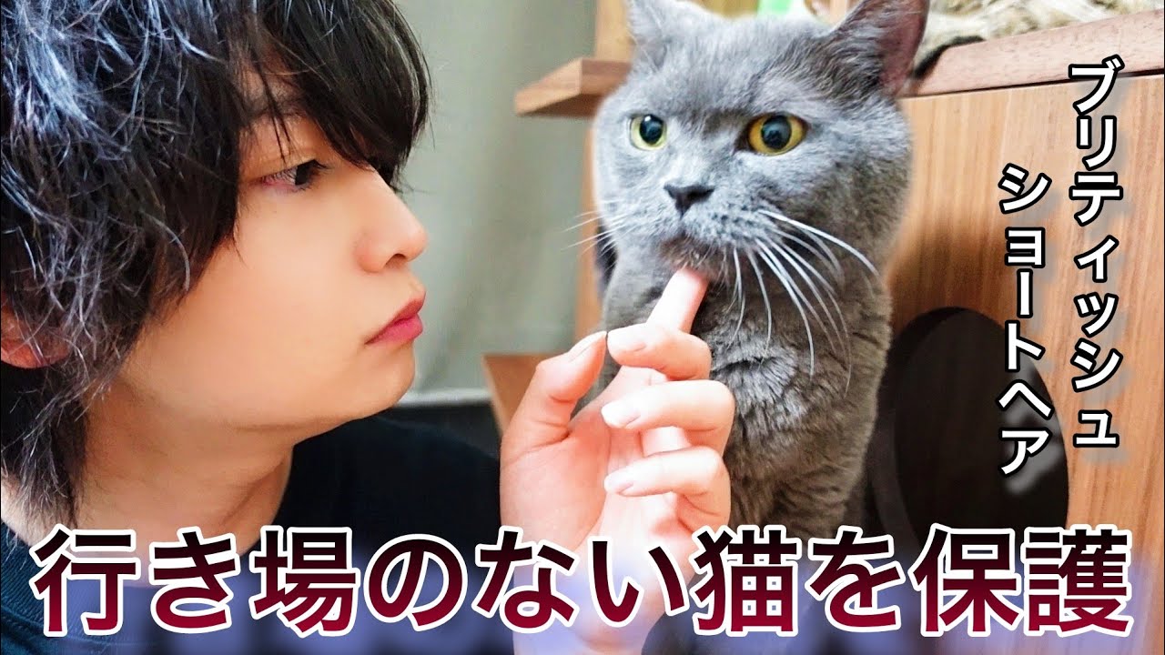 行き場がなくなった訳あり猫を保護しました。