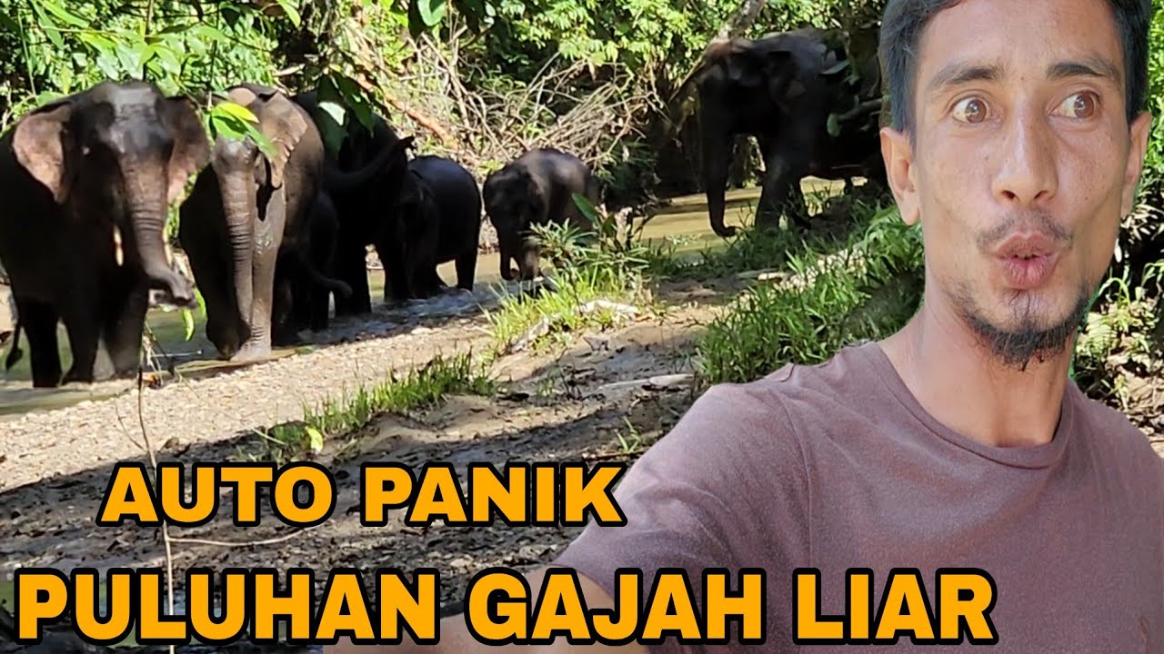 AUTO PANIK_PULUHAN GAJAH LIAR MENGHADANG KETIKA MIKAT BURUNG DIHUTAN😲