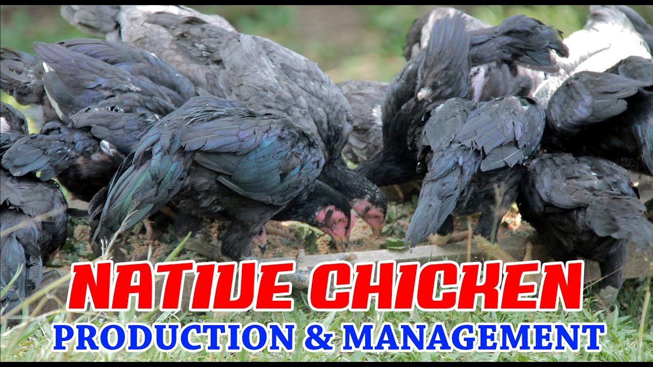 Native Chicken Production & Management in the Philippines