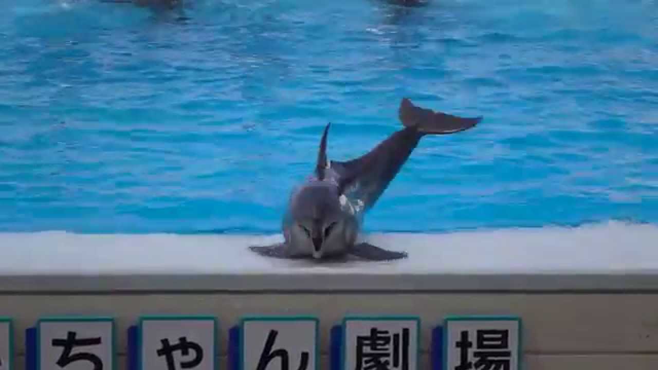 ［HD］沖縄美ら海水族館 イルカショー（オキちゃん劇場） Dolphins show at Okinawa Churaumi Aquarium