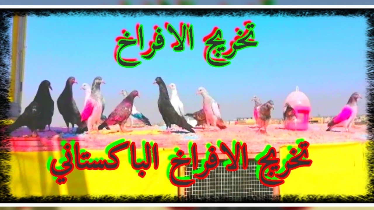 طريقة تخريج الأفراخ الحمام الباكستاني مع طريقة الشرح تابع الفيديو