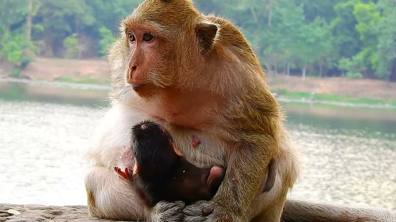 During Baby is milk!! Ale baby monkey got milk fully