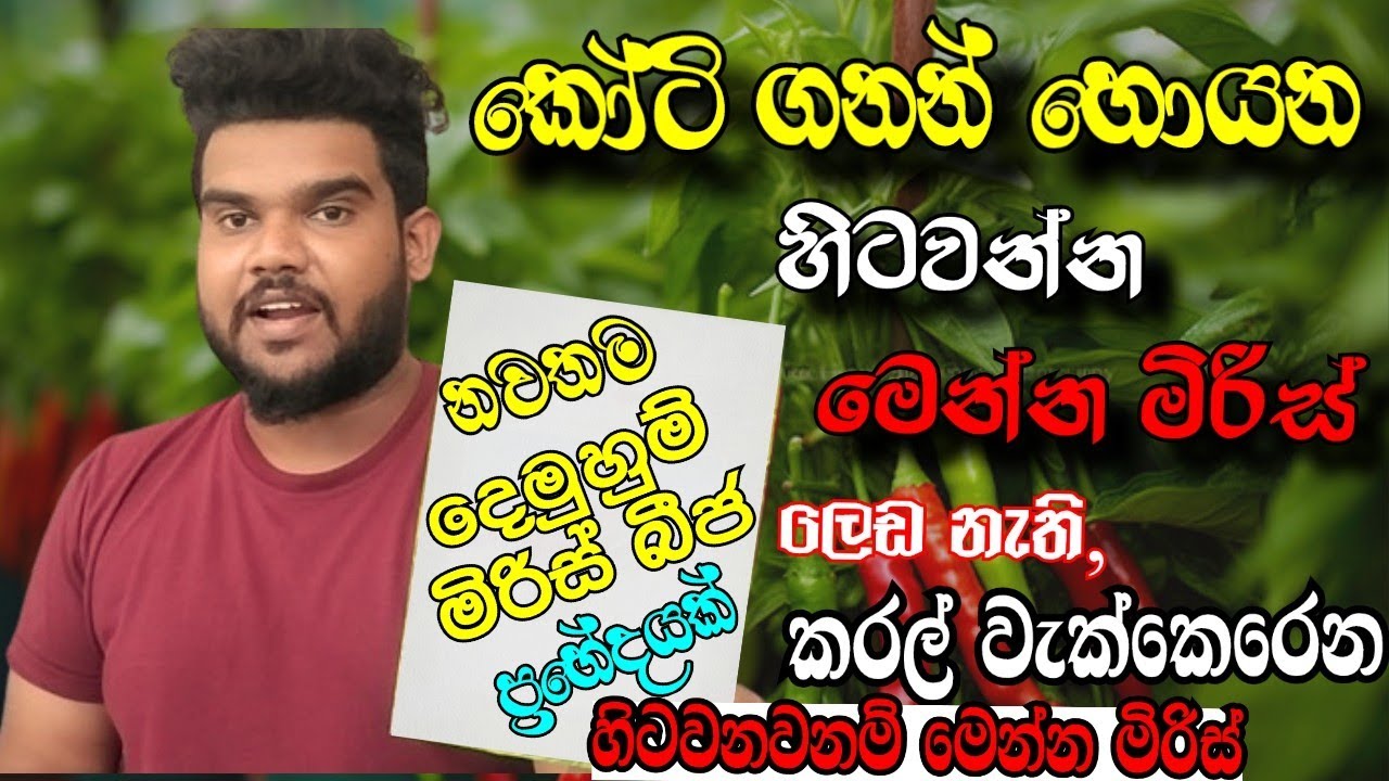 කෝටි ගනන් හොයන්න ගන්න අලුත්ම මිරිස් ප්‍රභේද