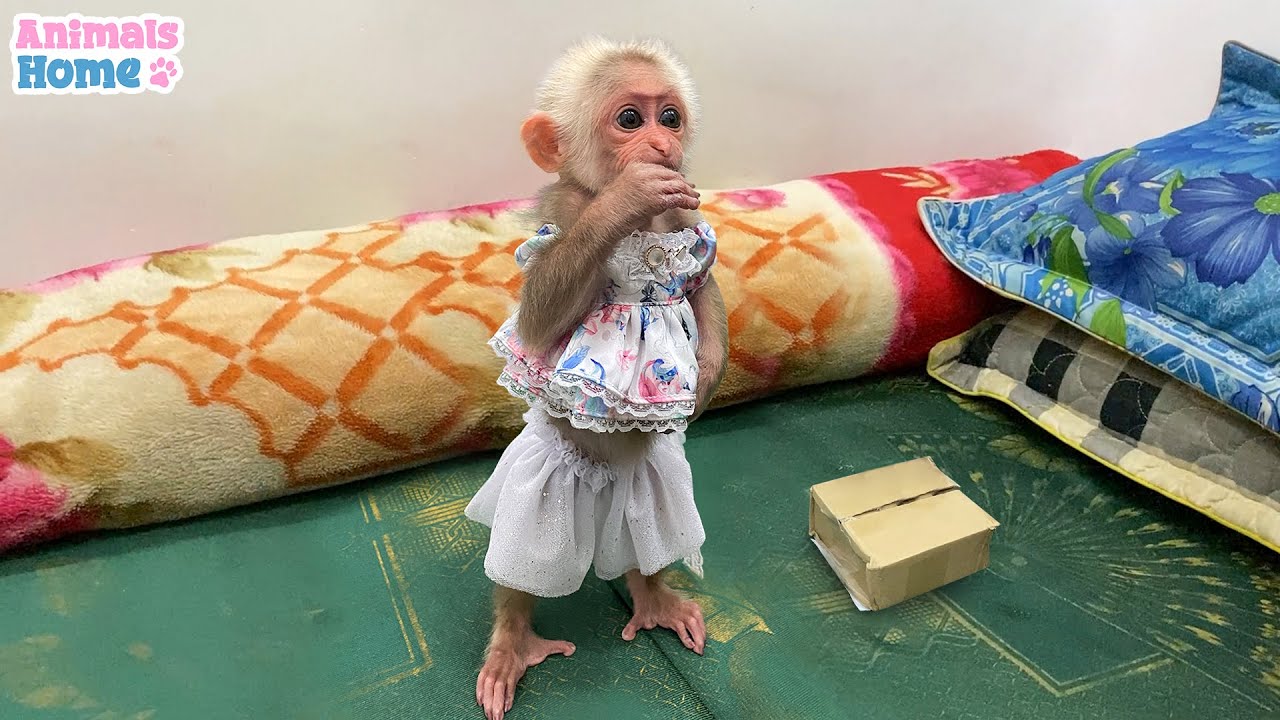 Monkey BiBi is happy when received a gifts from dad