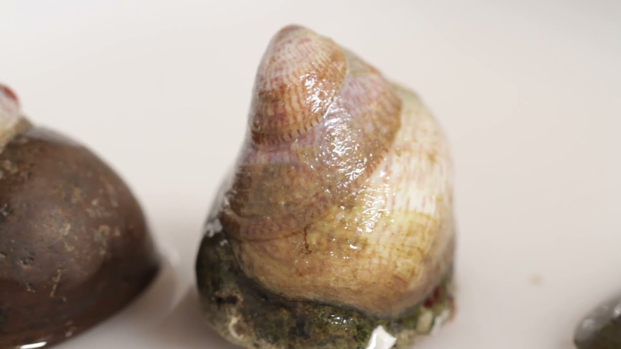 How to identify the slipper Limpet / Sut i adnabod yr Ewin Mochyn