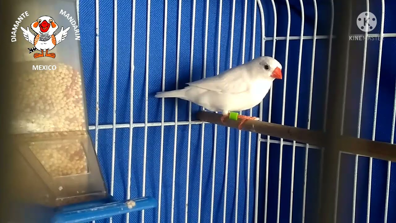 full white c&oacute;mo saber si es hembra o macho