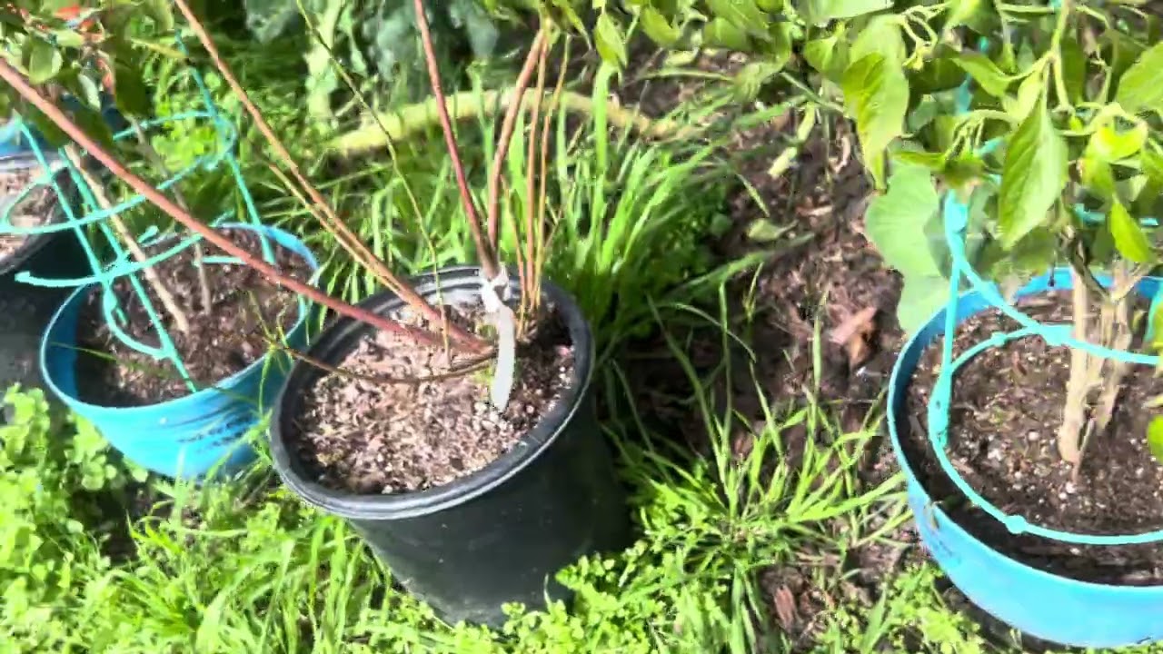 Update on the blueberry’s plants zone 9B Central Valley, California