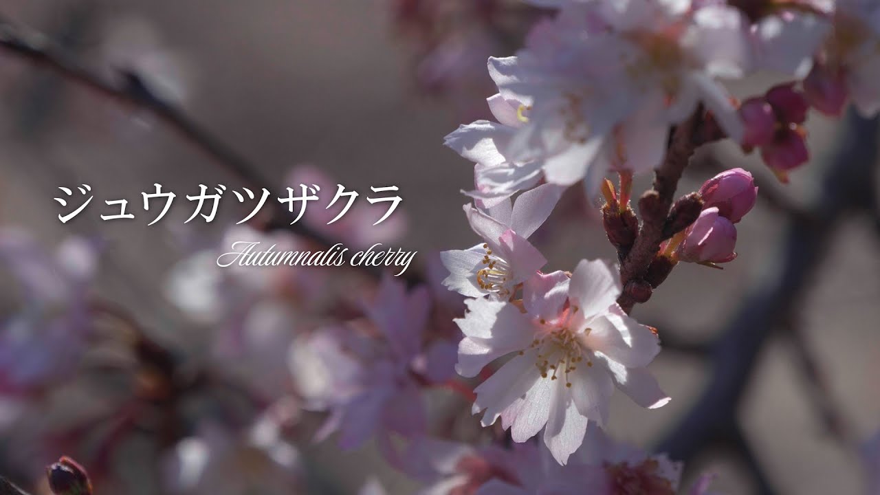 ジュウガツザクラ ～ 冬に咲く桜 4K 【2026】新宿御苑、東京