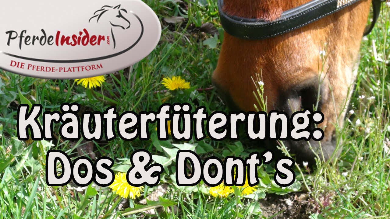 Kräuterfütterung für Pferde (Teil 1): Über Sinn und Unsinn