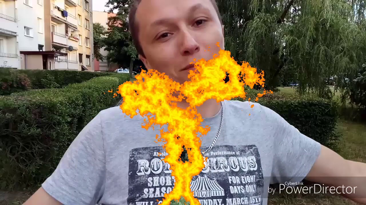 Ligustr czyli żywopłot