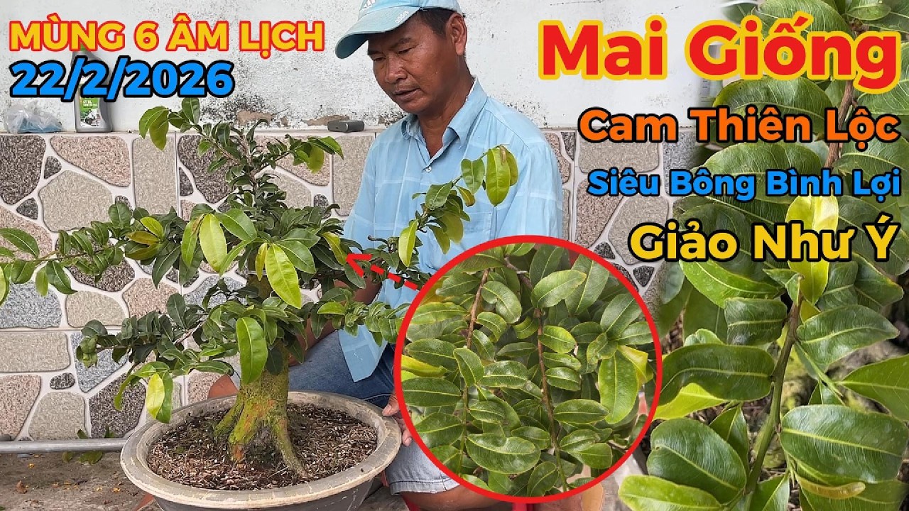 Giao Lưu Mai Giống Đầu Năm - Cam Thiên Lộc, Siêu Bông Bình Lợi, Giảo Như Ý
