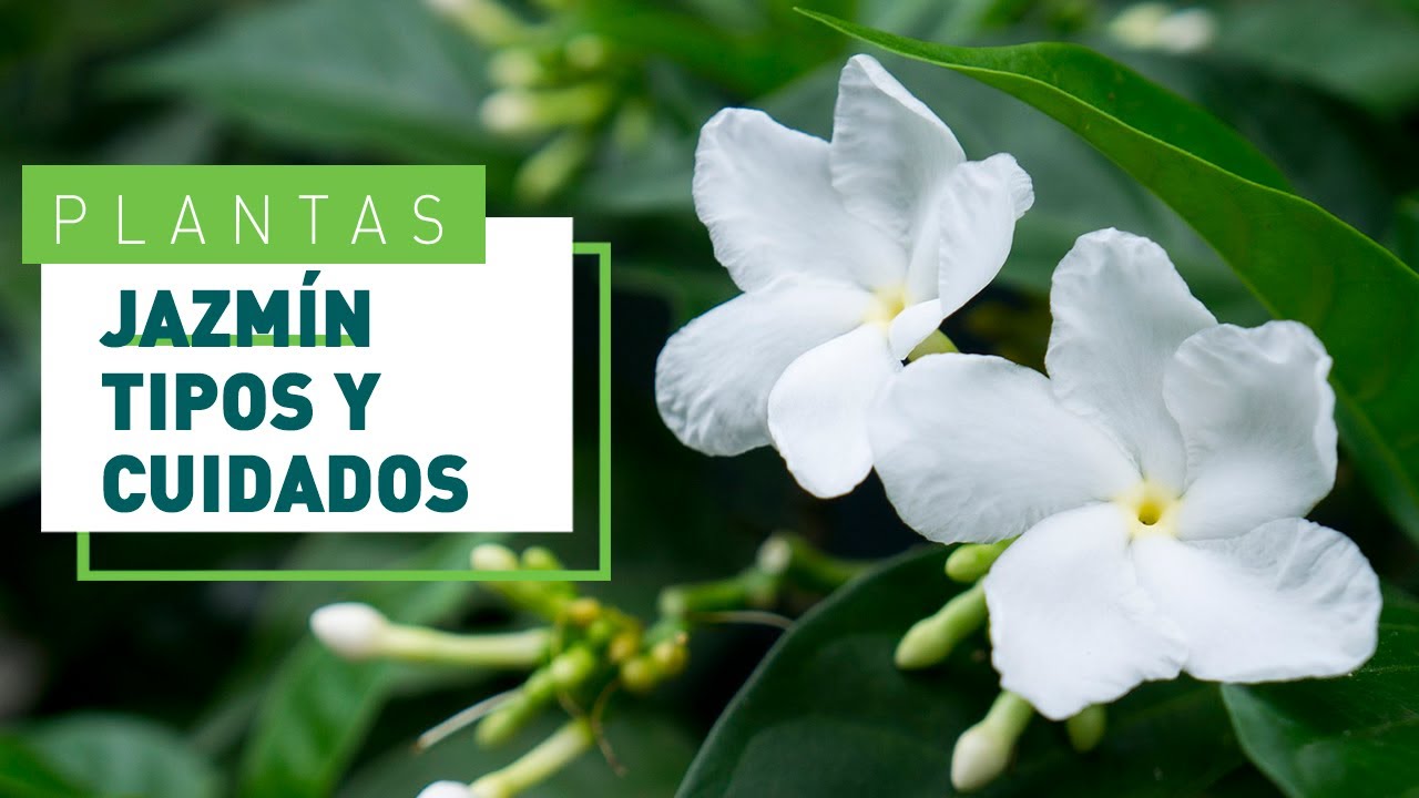 Jazm&iacute;n: tipos y consejos para su cuidado | Flores en VERDECORA