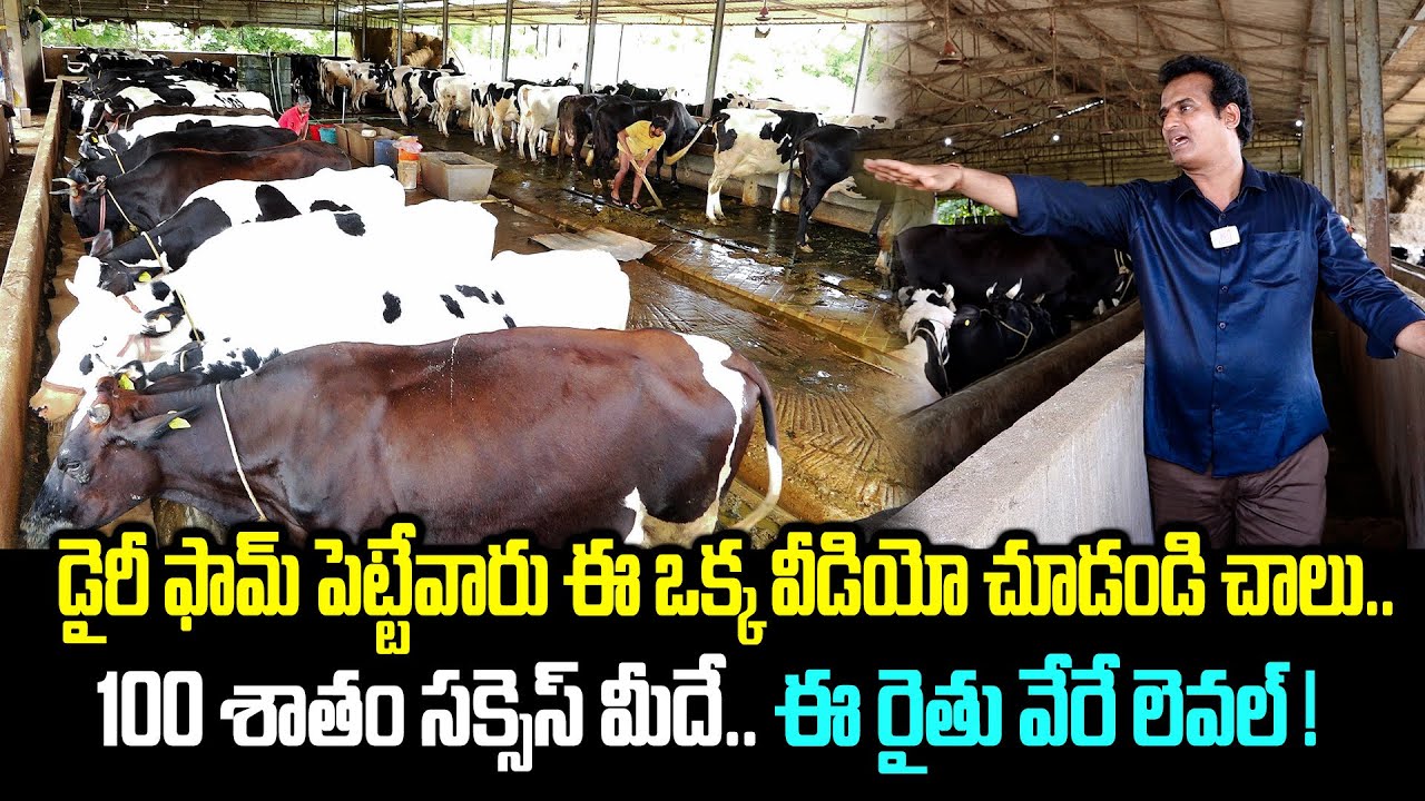 పాడి రైతు సక్సెస్ స్టోరీ.. ఫ్యాషన్ తో 100 ఆవులు సంతృప్తి సంపాదన ! | Cow Dairy Farm | Kiran TV Rythu