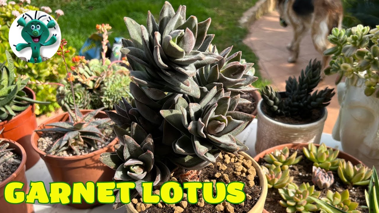 CRASSULA GARNET LOTUS | Trasplante y pulverizado de jabón potásico