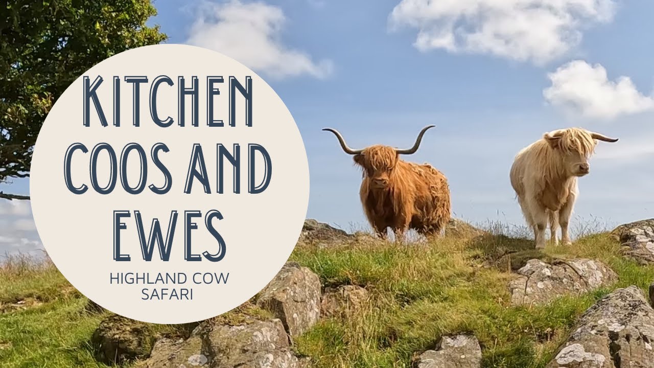 Where to Find Highland Cows in Scotland // Kitchen Coos & Ewes // Dumfries & Galloway