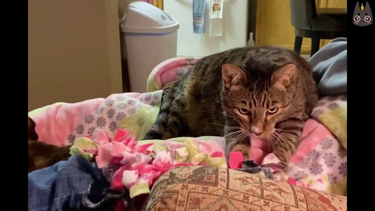 Cats Who Knead/Make Biscuits! (A Compilation)